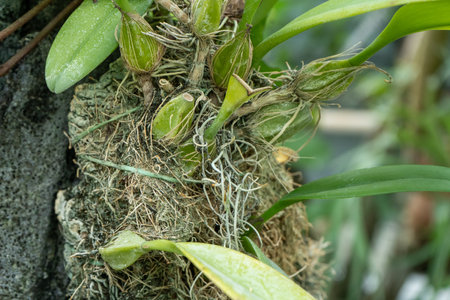 Orchid Seed Pods on Tree. Growing green plant flower Cattleyaの写真素材