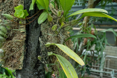 Orchid Seed Pods on Tree. Growing green plant flower Cattleyaの写真素材