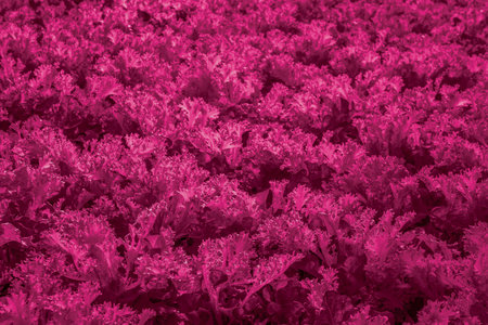 Foliage background in Viva Magenta. Red leaf top view