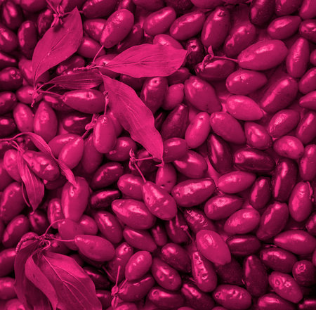 Dogwood berries background in Viva Magenta. Red color top viewの写真素材