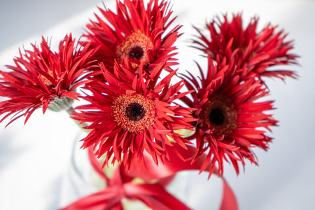 Gerbera Red Flowers in Glass Vaseの写真素材