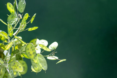 Green leafy background. Lunaria leaves. Dried flower plant.