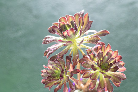 Flower Aeonium succulent. Leaves plant.の写真素材