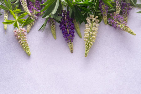 Lupine flowers. Purple and pink bud.の写真素材