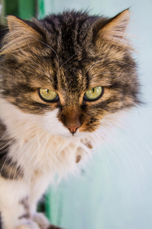 Cat animal portraitの写真素材