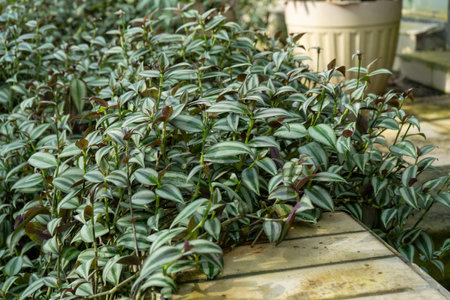Lush Green Striped Foliage Plantの写真素材