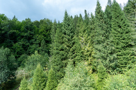 Green forest trees. Nature background