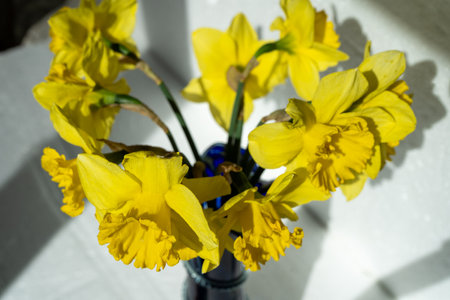 Daffodils Yellow Flowers Budの写真素材