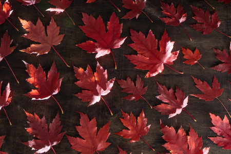 Red maple leaves on black autumn background.