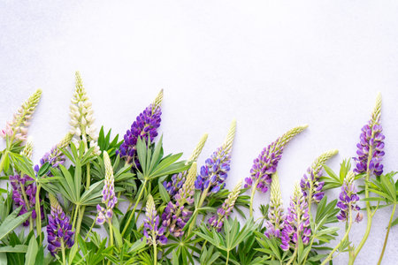 Lupine flowers. Purple and pink bud.の写真素材