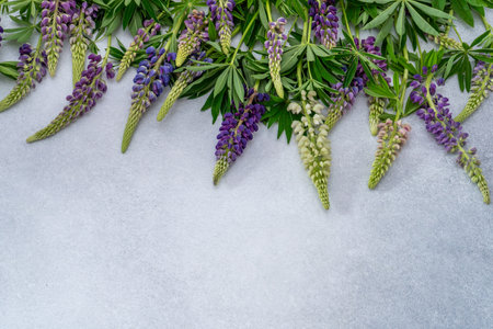 Lupine flowers. Purple and pink bud.の写真素材