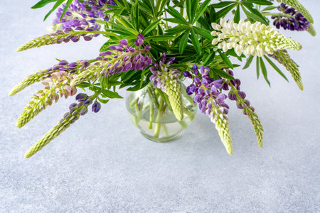 Lupine flowers. Purple and pink bud.の写真素材