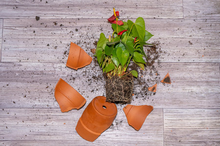 Broken flower pot. Anthurium flower. Clay terracotta flowerpot.の写真素材