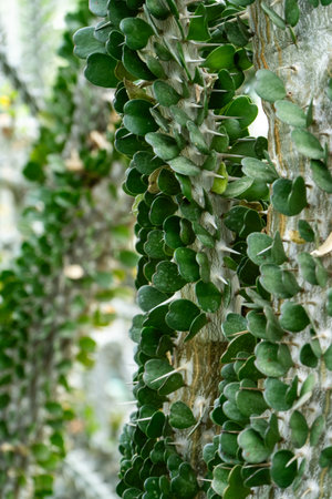 Cactus with Green Leaves. Alludia Alluaudia succulent flowerの写真素材