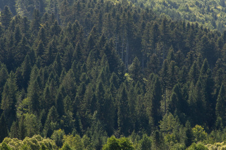 Smereka plant. Mountains ranges in the Carpathians. Hills, forest treesの写真素材