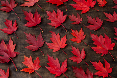 Red maple leaves on black autumn background.の写真素材