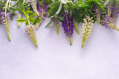 Lupine flowers. Purple and pink bud.の写真素材