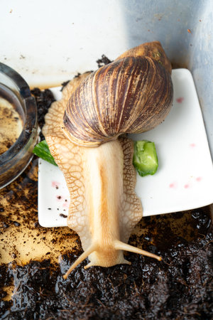 Big snail achatina pet. Animal at homeの写真素材