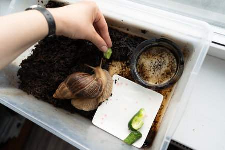 Big snail achatina pet. Animal at homeの写真素材
