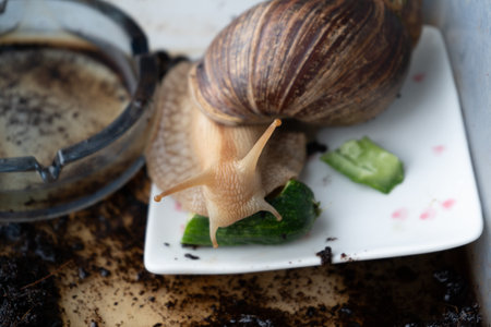 Big snail achatina pet. Animal at homeの写真素材