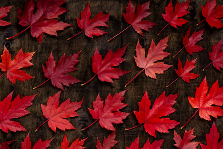 Red maple leaves on black autumn background.