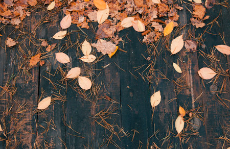 Autumn Leaves and Pine Needles on Wood Autumn background. Yellow leaves of trees. Wooden boards.の写真素材