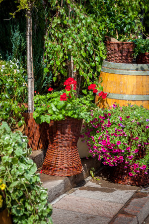 Flowers Petunia and red Geranium Greenery in Barrel Planter basket. Summer green leaves plant garden. Violet budの写真素材