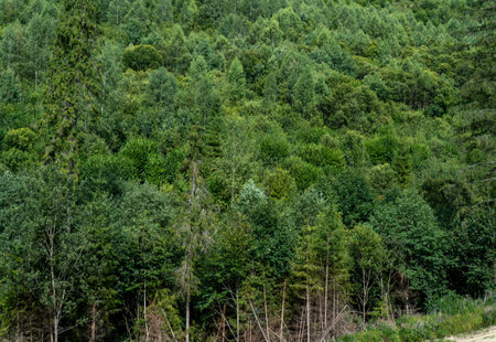 Green forest trees. Nature background