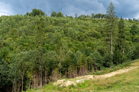 Green forest trees. Nature background