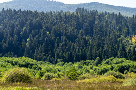 Smereka plant. Mountains ranges in the Carpathians. Hills forest trees summer green