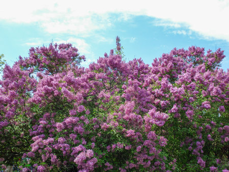 Purple Lilac Bush in Spring Gardenの写真素材