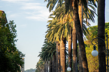 Palm trees green plant in city streetの写真素材