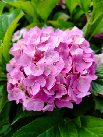 Hydrangea pink flower petal bud. Hortensia plant