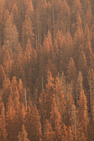 Autumn background. Trees in the forest. Fall nature.