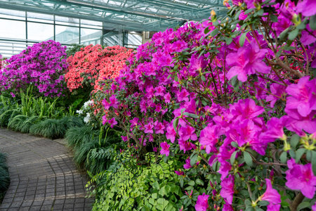 Azalea bud flower. Rhododendron plant in gardenの写真素材