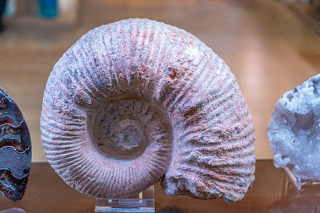 Ammonoidea ammonite extinct big shell mollusk.の写真素材