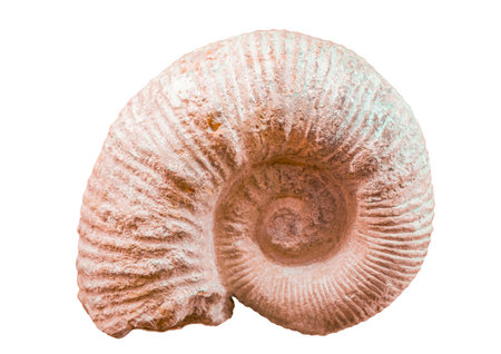 Ammonite Isolated on white backgroundの写真素材