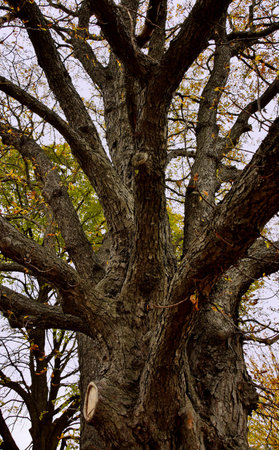 The tree in the autumn park 