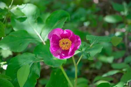 Pink flower of a botanical gardenの写真素材