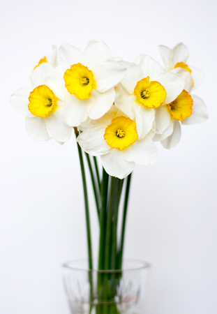 Bouquet of daffodils in a vase on a white backgroundの写真素材