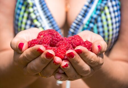 Handful of raspberry in the women's hands, summerの写真素材