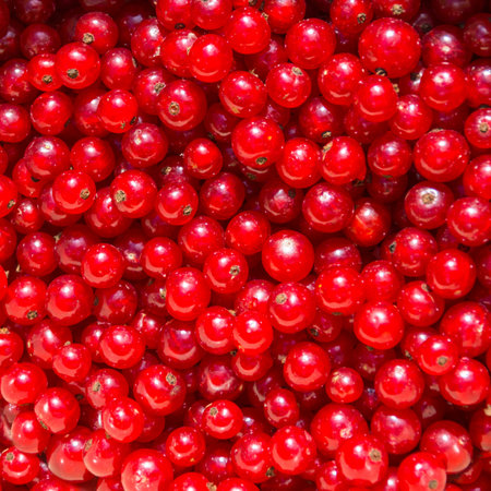 Background of red currant. Pattern of berries