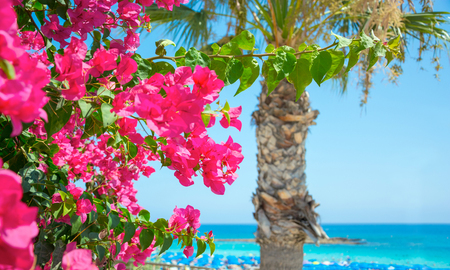 Bright pink flowers, palm tree and sea views on the coast of Cyprusの写真素材