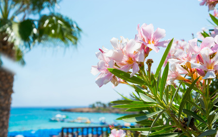 Bright pink flowers, palm tree and sea views on the coast of Cyprusの写真素材