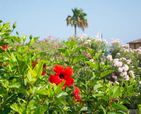 Bright red flowers, palm tree and views on the coast of Cyprusの写真素材