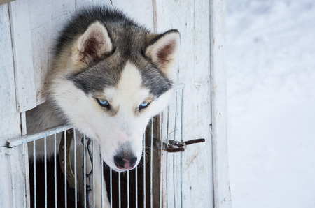A dog of Siberian husky breed in a booth on a chainの写真素材