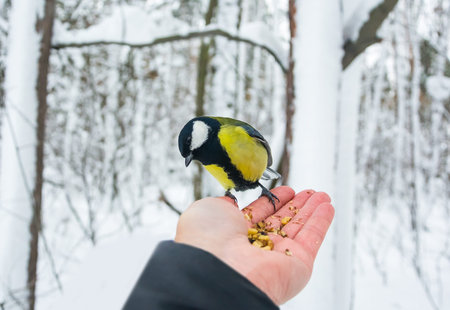 A titmouse is fed from a hand in a winter snowy forest. A tit holds a nut in its beak.の写真素材