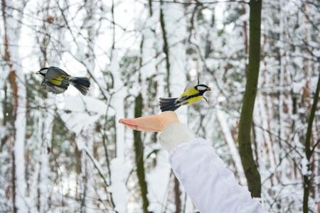 Tits took the nuts from the female hand and flew away in the winter snow forest.の写真素材