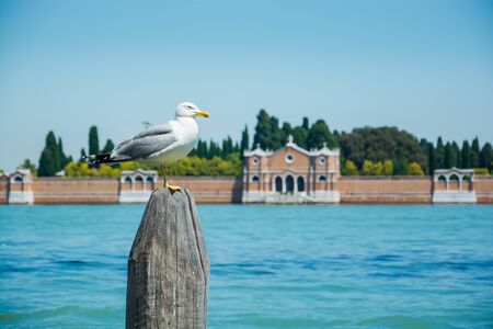 Seagull at a view of the San Michele island background in the Venetian Lagoon in Venice, Italyの写真素材