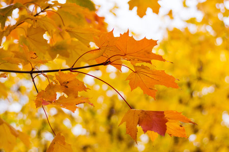 Branch with maple yellow-red leaves in fall